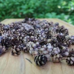 150 Mini Pinecones -Woodland Crafts, rustic wedding, fall decor, holiday decor- Over 2 Cups worth